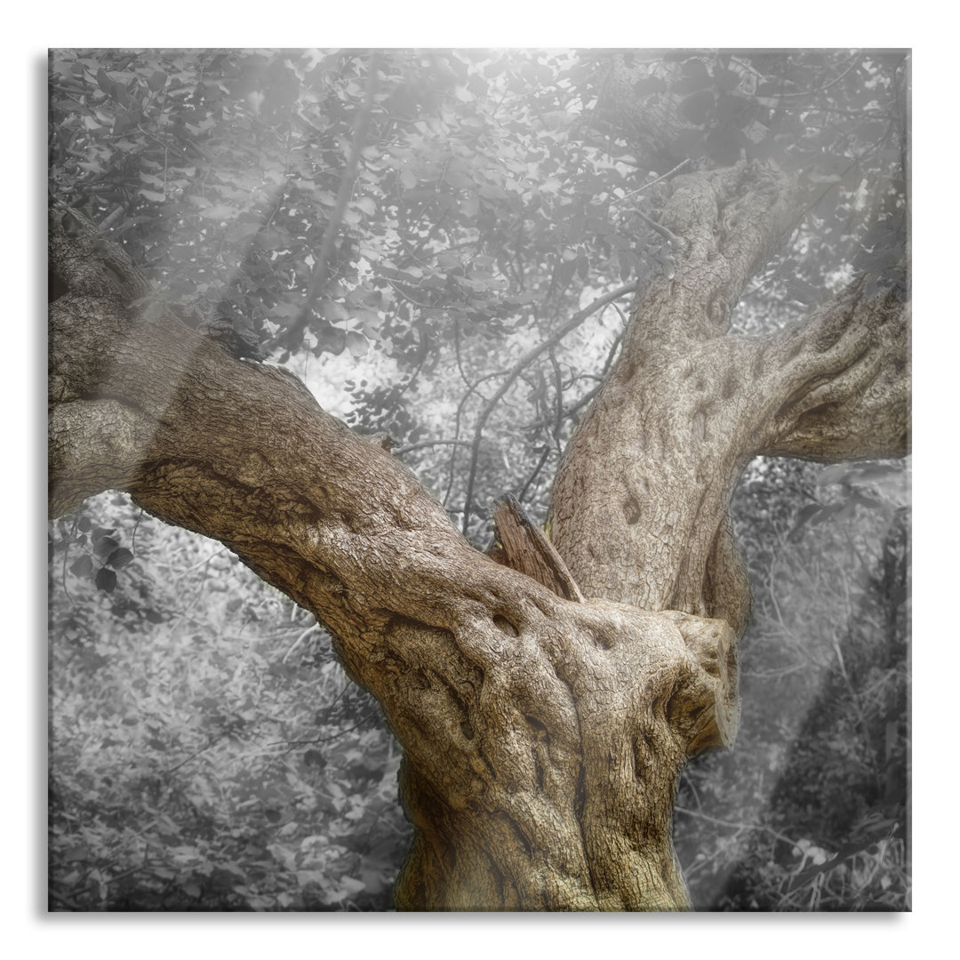 Glasbild Mächtiger Baum im Wald