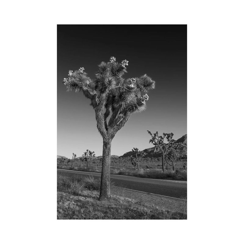 Park Boulevard And Joshua Tree by Melanie Viola - Wrapped Canvas Print, 101.6 cm H x 66.04 cm W x 1.91 cm D