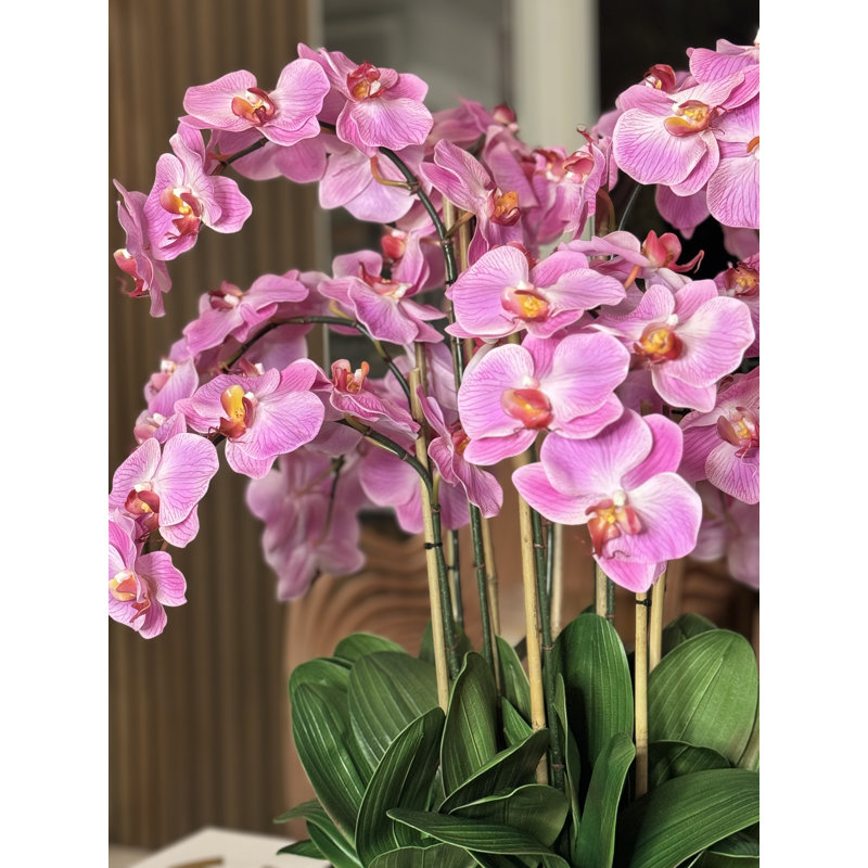 Orchidée Roberi dans un pot à fleurs, H 38 po x l 22 po x P 22 po