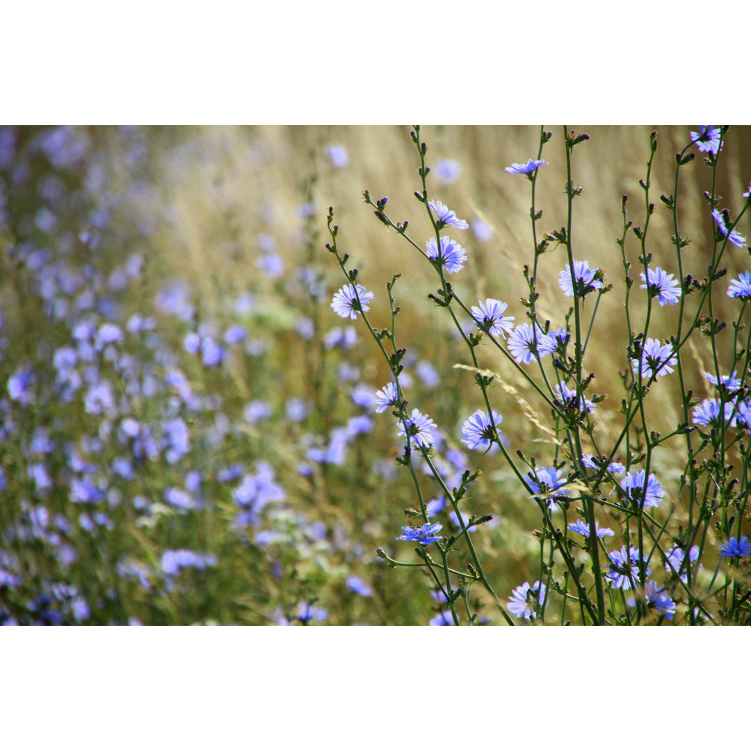 Blaue Wiese von SandraKavas - Druck auf Leinwand ohne Rahmen