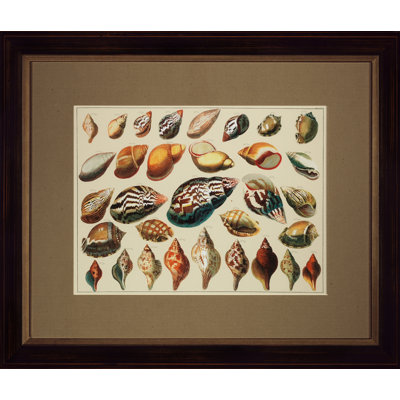 Shell Diagram II Print