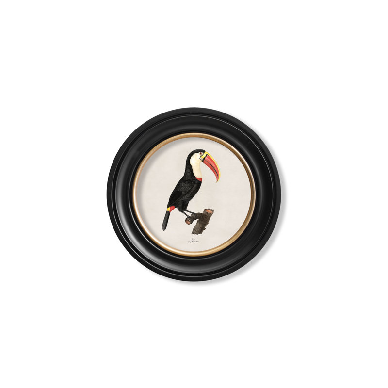 Toucan Right Facing by Mid-1800s - Single Picture Frame Print on Archival Matt 230gsm Paper