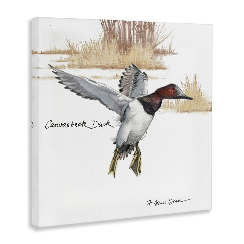 «Canvasback Duck Flying», art mural par Jadei, H 24 po x l 24 po