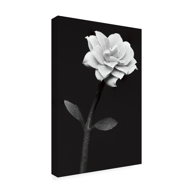 Anders Kustas  White Flower Canvas Art, L 30 po x H 47 po