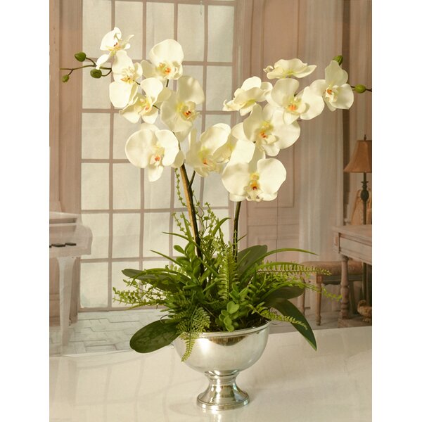 Rosdorf Park Orchid Arrangement & Reviews | Wayfair