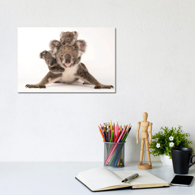Augustine, A Mother Koala With Her Young Ones Gus And Rupert At The Australia Zoo Wildlife Hospital by Joel Sartore - Gallery-Wrapped Canvas Giclée on Canvas