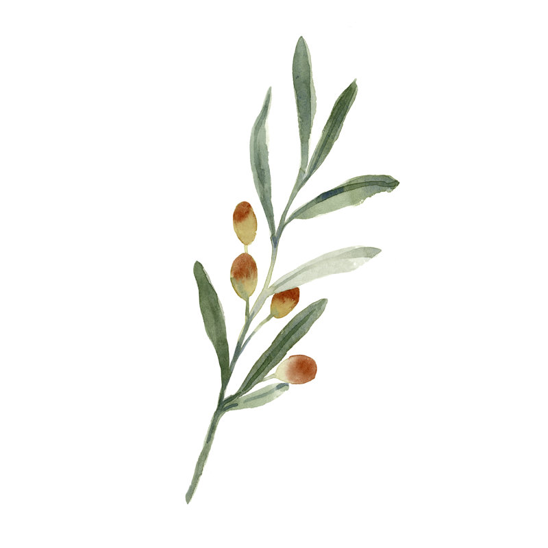 Sweet Olive Branch IV - Painting, Wrapped Canvas, 91cm H x 61cm W