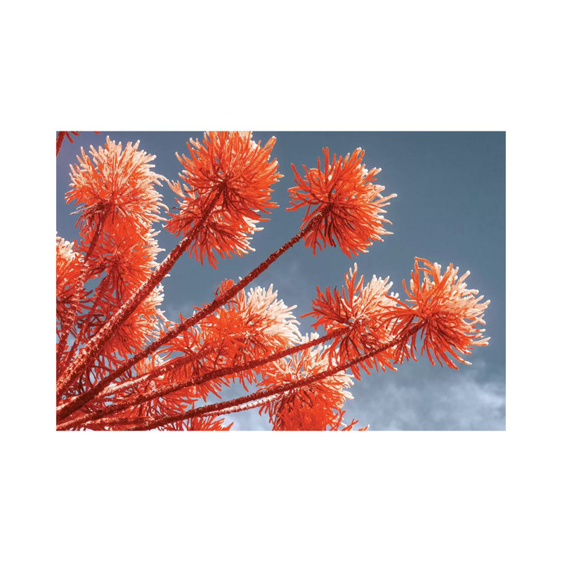 Red Trees 1 Piece Wrapped Canvas Wall Art, 20.32 cm H x 30.48 cm W
