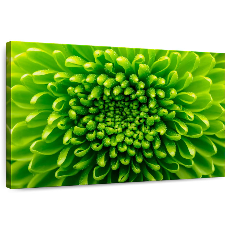 Chrysanthème vert, H 8 po x l 12 po
