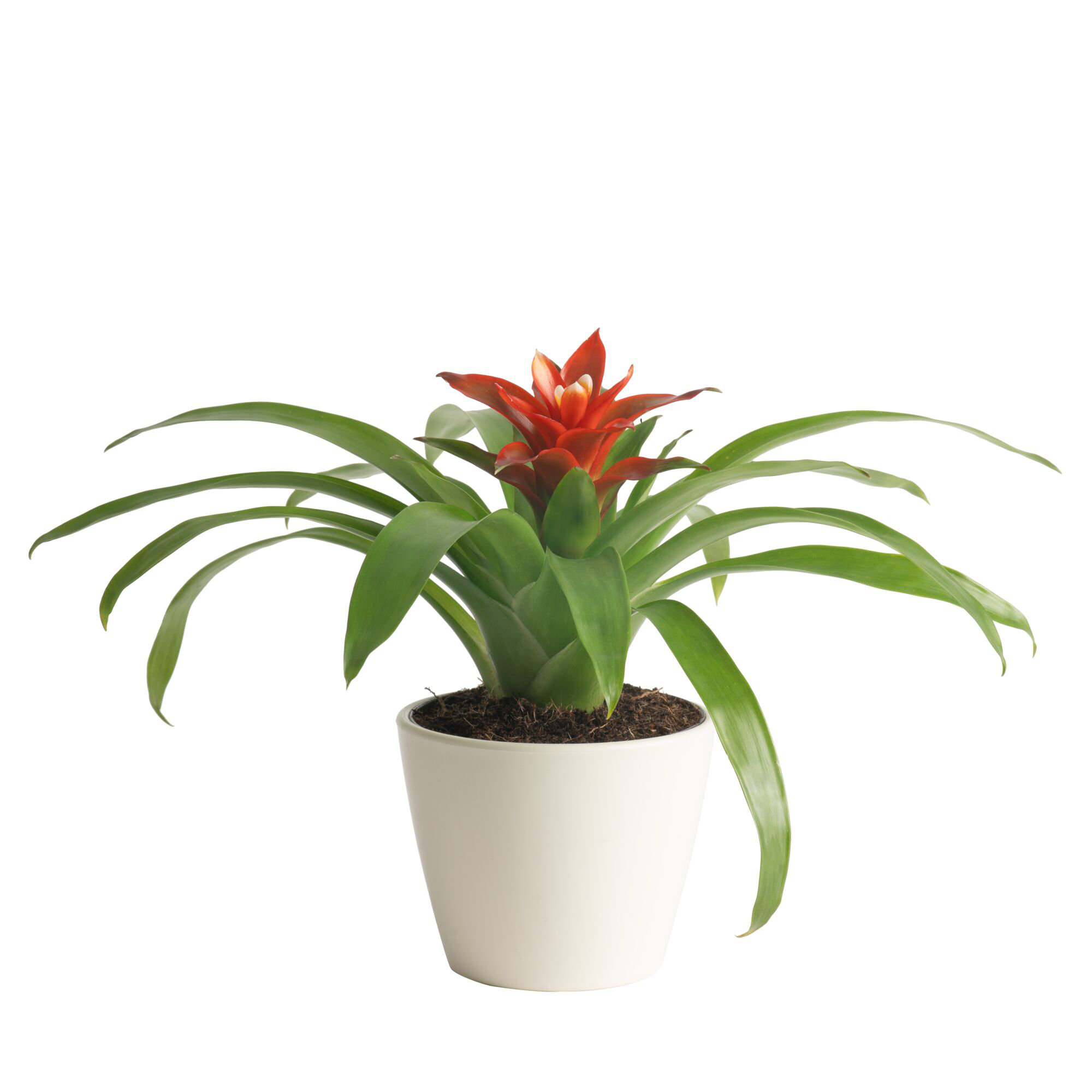 Costa Farms Indoor Bromeliad House Plant in 4-inch Dcor Pot & Reviews |  Wayfair