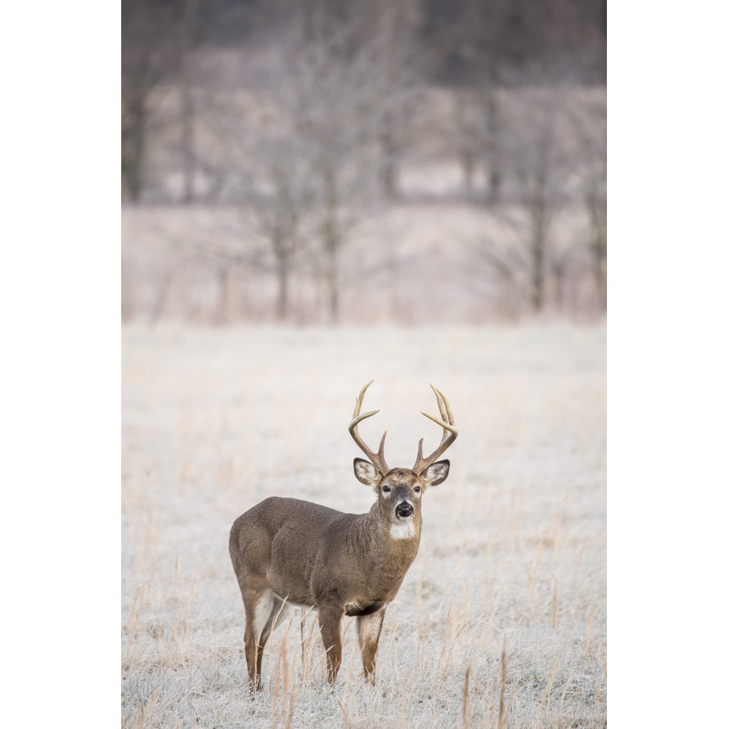 Whitetail Buck vertical, L 12 po x H 18 po