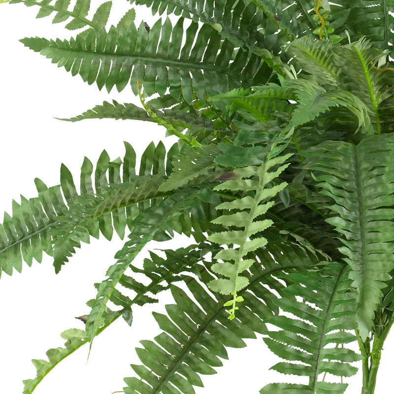 Ensemble de 2 plantes fougères Boston, H 15 po x l 40 po x p 40 po