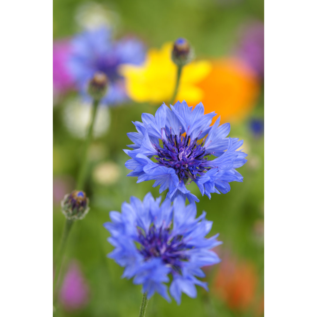 Kornblumen von Schnuddel - Leinwandbild