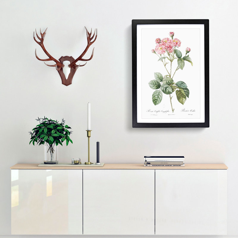 Cabbage Rose in Pink by Pierre-Joseph Redoute - Picture Frame Art Print, 48cm H x 36cm W x 2cm D, Black Framed