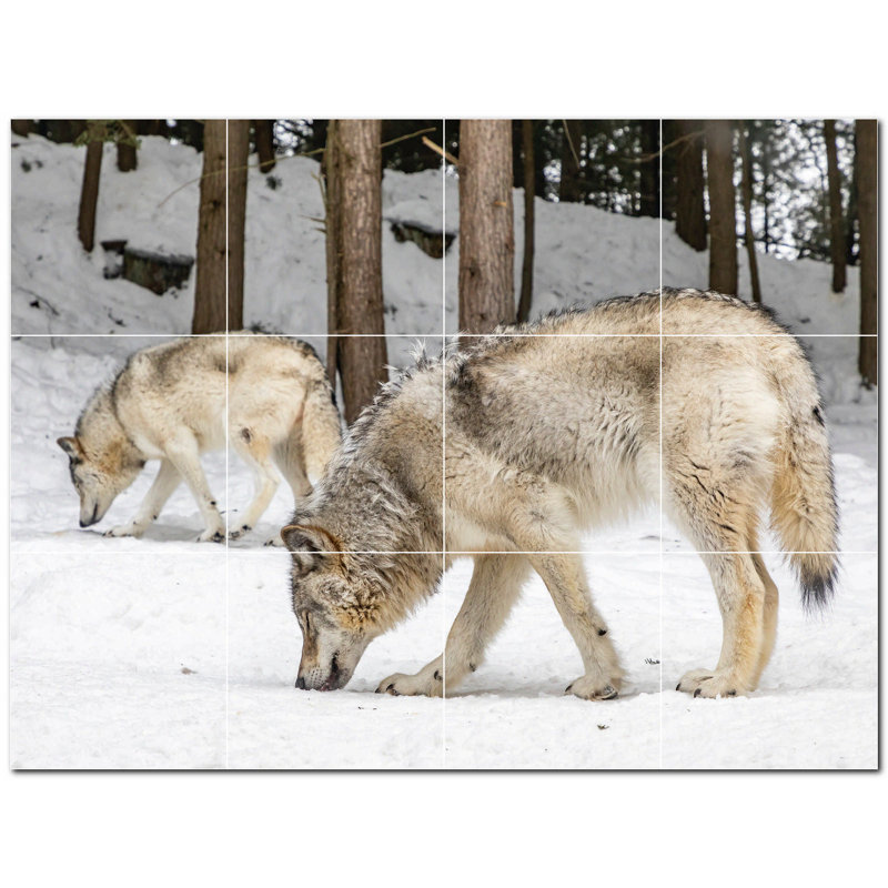 Photo de loup 4,25 x 4,25