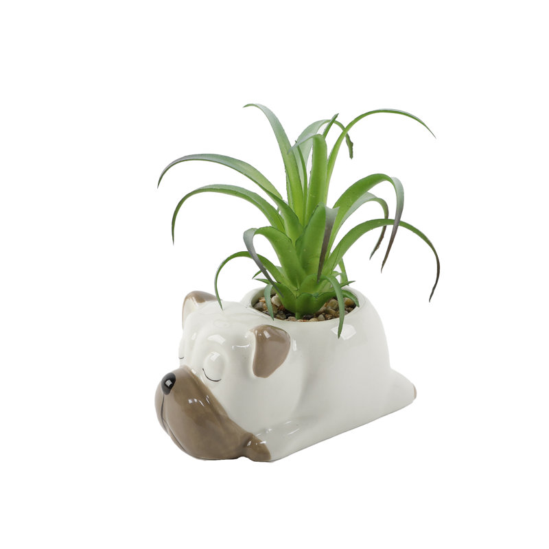 Succulent Arrangement in Planter