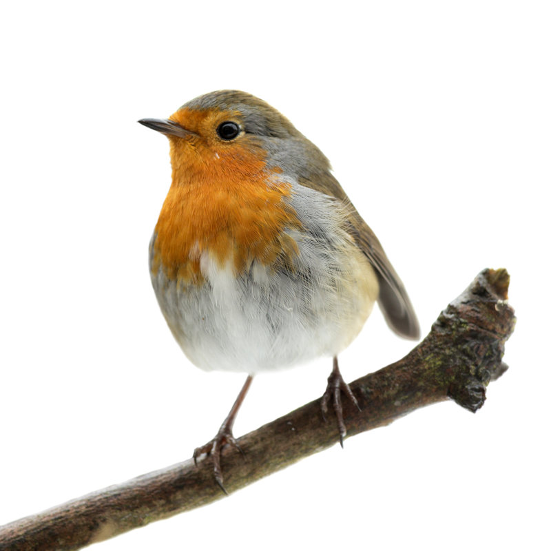 Robin par Andrew_Howe, H 36 po x l 36 po
