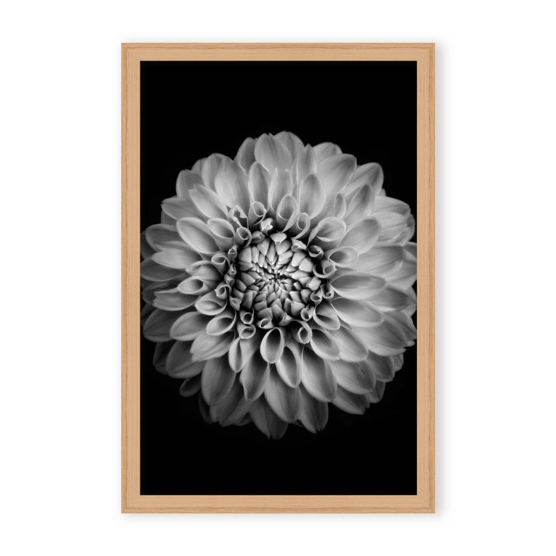 Nature Inspired Marigold by  - Picture Frame Photograph on Paper, 48" H x 32" W x 1.125" D, Black, Framed Matted Print