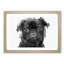 Pug Dog in Abstract - Framed Print-55768030-55768029