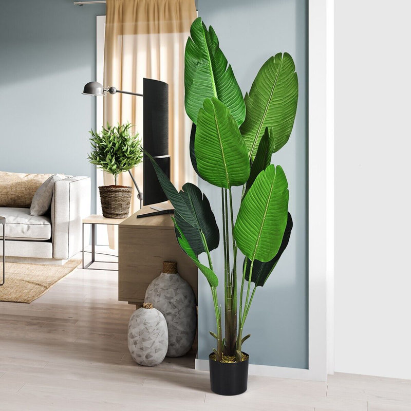 Antoinese 160cm Plant