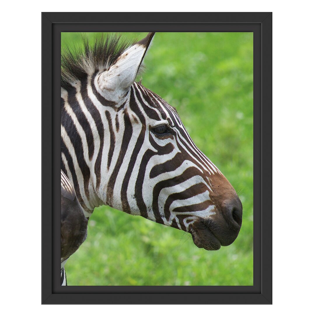 Gerahmtes Wandbild schönes Zebrapaar