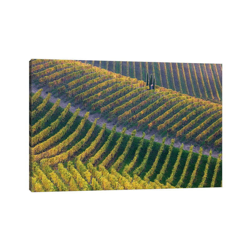 Vineyards by George Digalakis - Wrapped Canvas Print, 30.48 cm H x 45.72 cm W