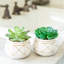 Ensemble de plantes grasses artificielles Gamache