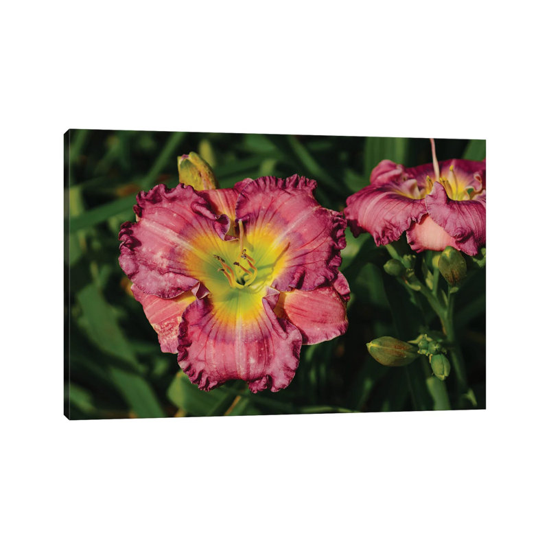 Daylily Garden IX 1 Piece Wall Art on Canvas, 20.32cm H x 30.48cm W x 1.91cm D, Wrapped Canvas