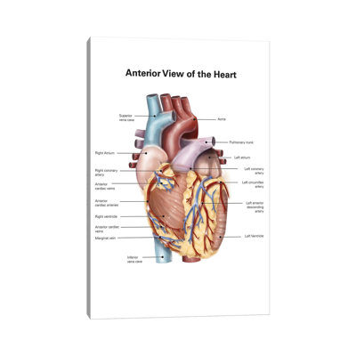 «Anoint View of the Human Heart» par Alan Gesek - impression sur toile tendue