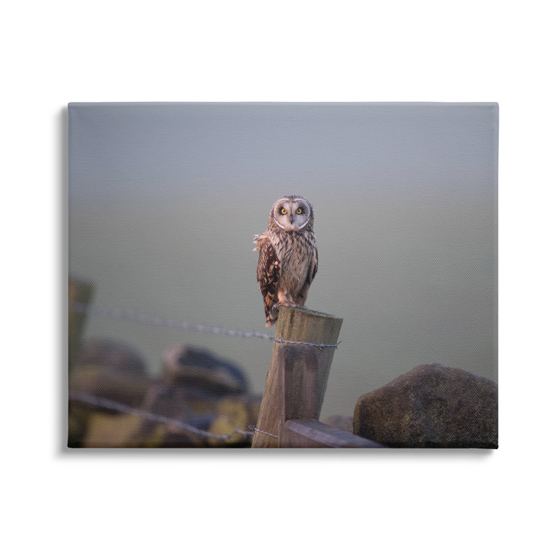 Intensely Gazing Owl Perché, Toile tendue, H 30 po x l 40 po x P 1,5 po