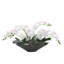 Orchid Arrangement in Pot