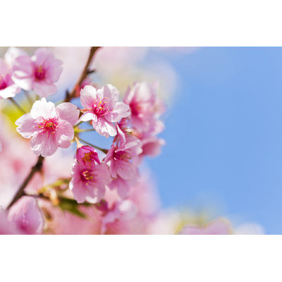Fleurs de cerisier roses par Ooyoo