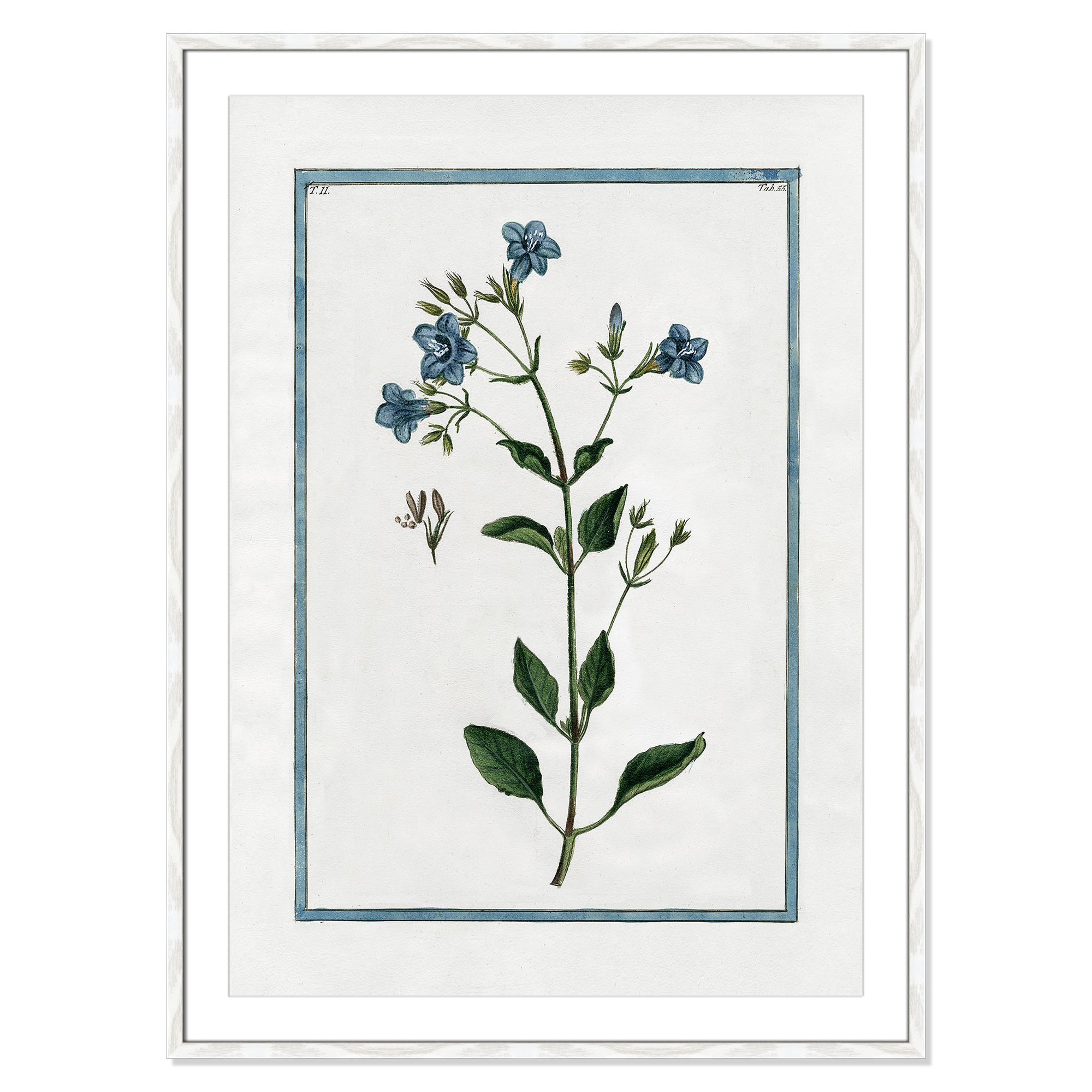 Shabby Elegance Botanical II - Framed Art, 29.5" W x 41.5" H, White Framed