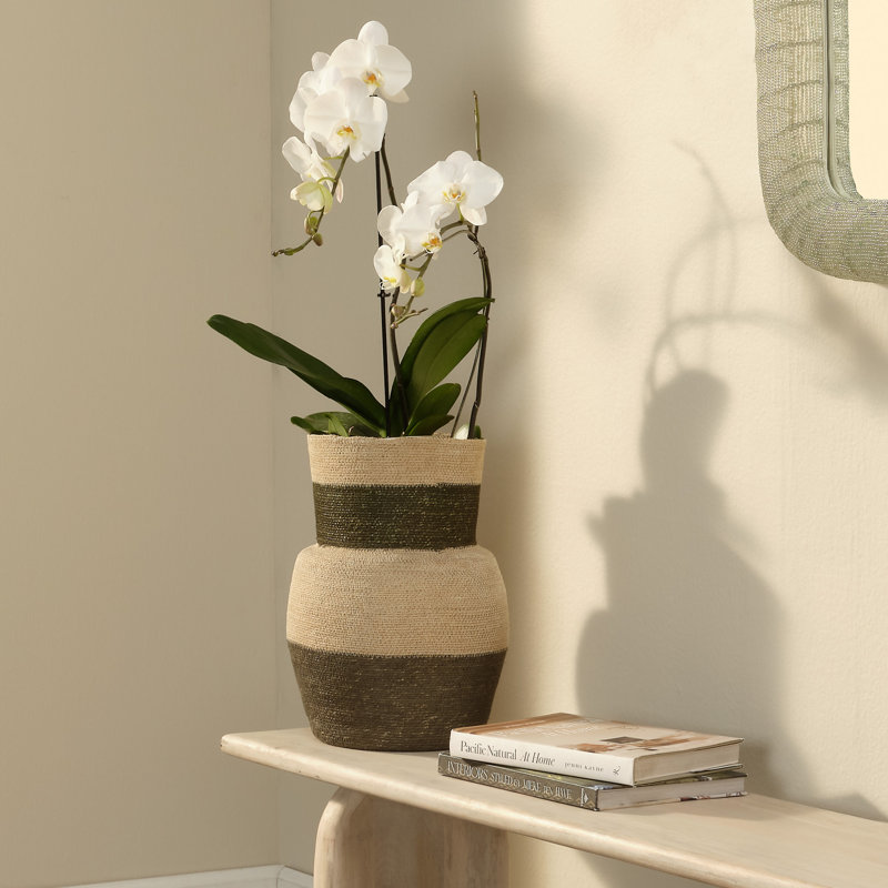 Butterfly Seagrass Basket, Taupe, Green