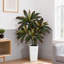 Plant-1137603657