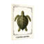 Reproduction d'art animaux, tortue de mer-2137389990-2137389984-2137389991