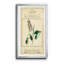 Linnaean Botany II - peinture encadrée-825604146-825604145