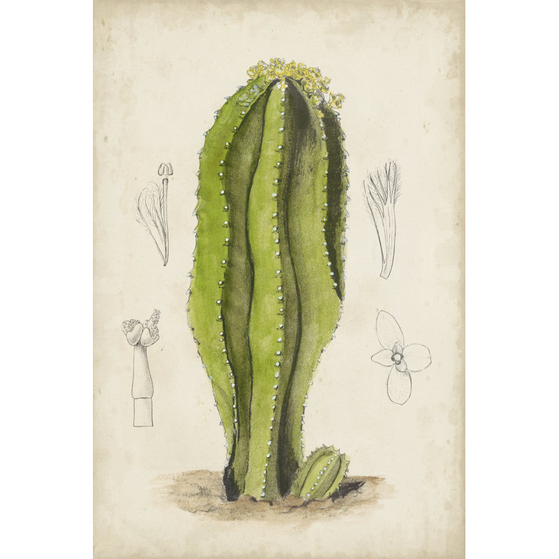 Antique Cactus VI - Painting, 46 cm H x 30 cm W, Wrapped Canvas