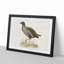 Common Moorhen by Von Wright - Picture Frame Painting Print-55510401-55510402