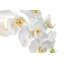 Rosalyn Realtouch Orchid in Cement Vase-1418423828