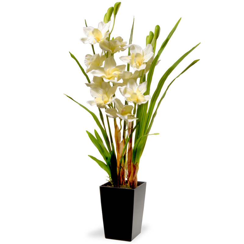 Fleurs d'orchidées blanches 31 "