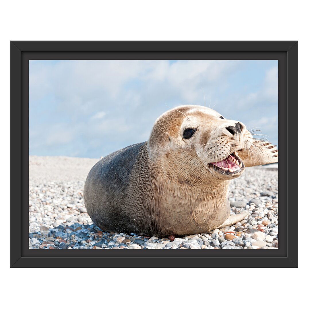 Gerahmtes Wandbild Süße Robbe auf Steinstrand