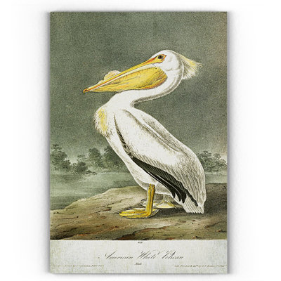 " American White Pelican "