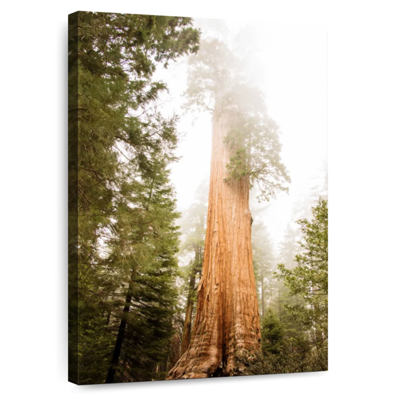 Sequoia Redwood Tree, 39" H x 26" W