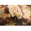 Tapis à motif oriental brun Odyssey-40277541