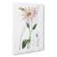 Pink Coneflowers - Wrapped Canvas-55325551