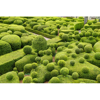 Jardin en forme de buis sur toile par Thomas321, photographie