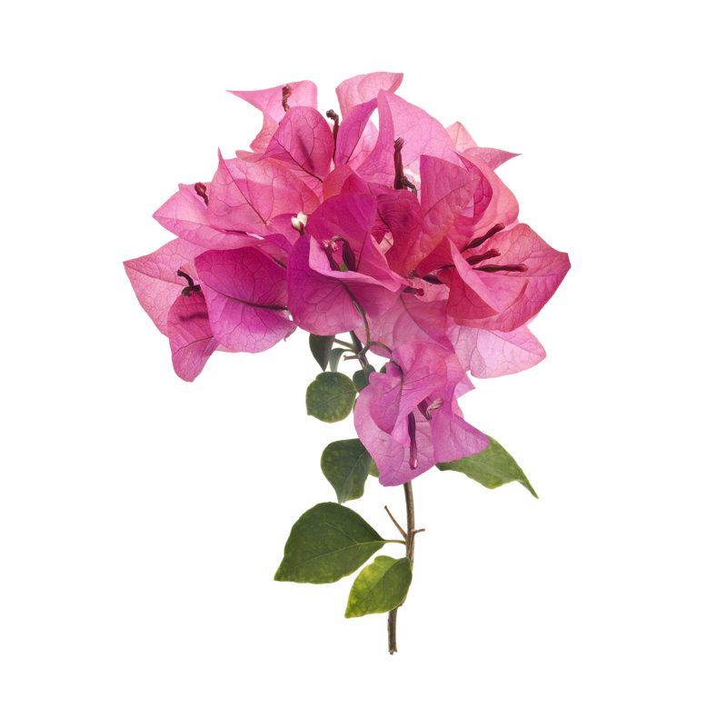 Bougainvillea by Juicybits - Wrapped Canvas Print, 91cm H x 61cm W