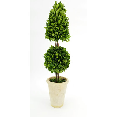 24'' Boxwood Topiary in Terracotta Pot