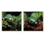 «Enchanted Ladybug Forest», ensemble de 2 insectes et insectes carrés-239337524-239337526
